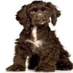 Sample 3 – American spaniel