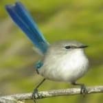 Sample 2 – Splendid wren