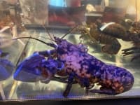 Sample 6 – Lobster
