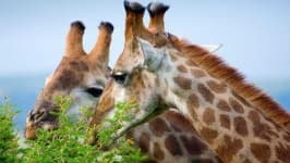 Sample 5 – Giraffe