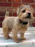 Sample 3 – Norwich terrier