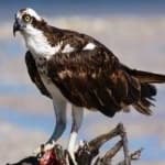 Sample 2 – Osprey