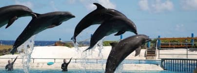 Sample 4 – Dolphin