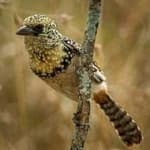 Sample 4 – D arnauds barbet