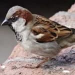 Sample 5 – House sparrow
