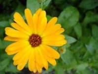 Sample 1 – English marigold