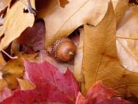 Sample 1 – Nuts