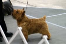 Sample 5 – Norwich terrier