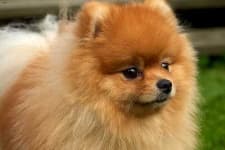 Sample 3 – Pomeranian