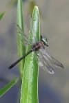 Sample 1 – Dragonfly