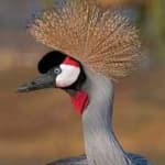 Sample 6 – African crowned crane