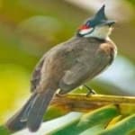 Sample 6 – Red wiskered bulbul