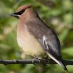 Sample 1 – Cedar waxwing