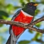 Sample 1 – Elegant trogon