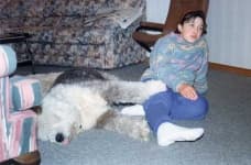 Sample 5 – Old english sheepdog