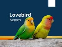 Sample 6 – Lovebird