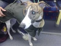 Sample 4 – Whippet