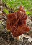 Sample 2 – Gyromitra