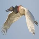 Sample 6 – Jabiru
