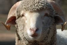 Sample 2 – Ram
