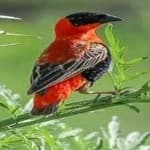 Sample 3 – Northern red bishop
