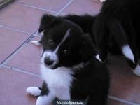 Sample 4 – Collie