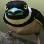 Sample 20 – Black yellow broadbill