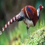 Sample 22 – Elliots pheasant