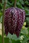 Sample 5 – Fritillary