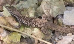 Sample 2 – Whiptail