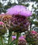 Sample 3 – Artichoke flower