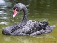 Sample 4 – Black swan