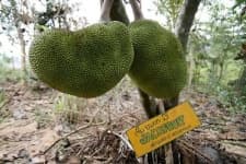 Sample 2 – Jackfruit