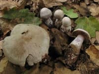 Sample 3 – Cortinarius