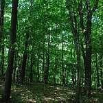 Sample 3 – Forest