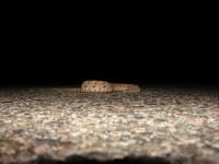 Sample 4 – Horned viper