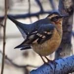 Sample 6 – Varied thrush