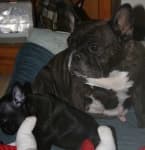 Sample 2 – French bulldog