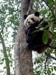 Sample 1 – Giant panda