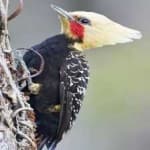 Sample 1 – Blonde crested woodpecker