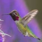 Sample 3 – Annas hummingbird