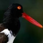 Sample 1 – Oyster catcher