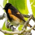 Sample 5 – American redstart