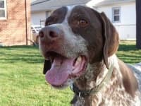Sample 1 – German shorthaired