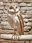 Sample 5 – Owl