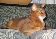 Sample 1 – Abyssinian