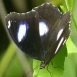 Sample 4 – Eggfly