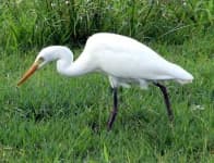 Sample 2 – American egret