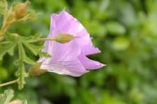 Sample 2 – Pelargonium