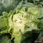 Sample 3 – Damage to cabbage leaves